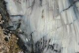 Polished Petrified Wood Section - Nevada #248701-2